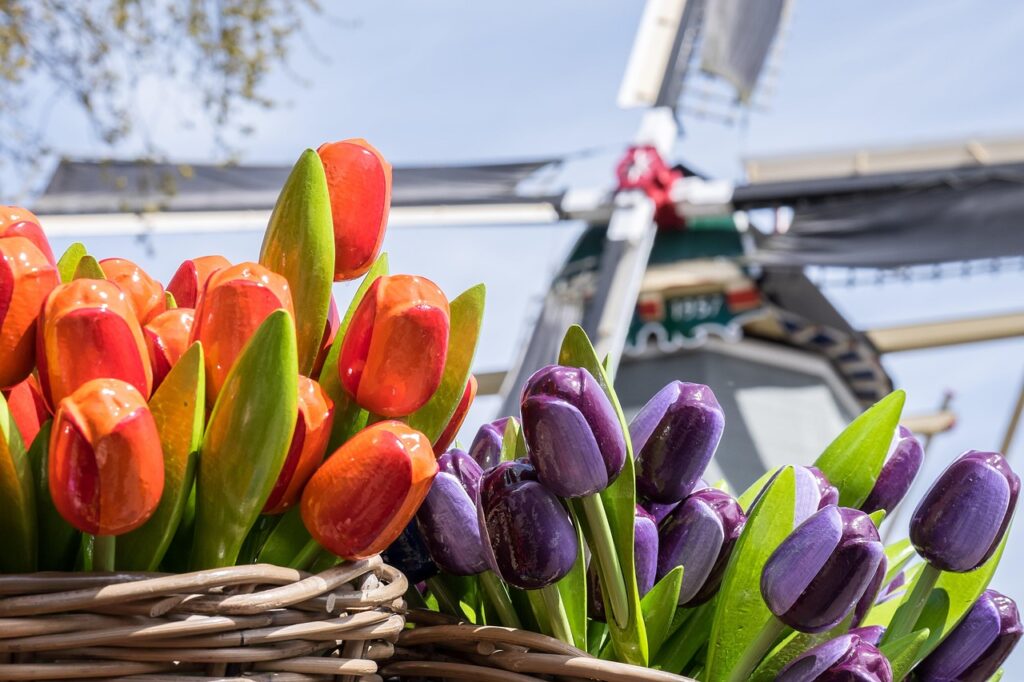 tulips, nature, flowers, basket, bloom, cut flowers, plant, beautiful flowers, wooden basket, flower wallpaper, flower background, decoration, keukenhof, holland