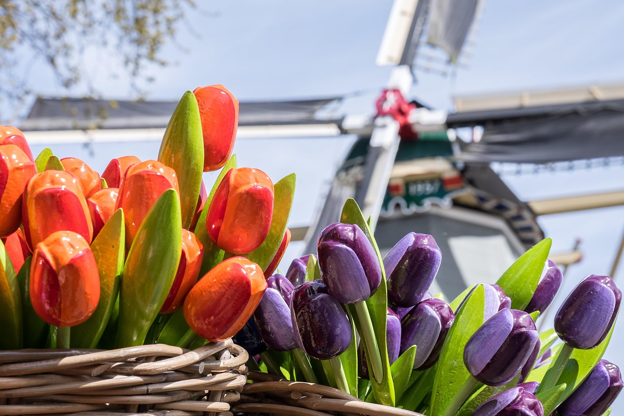tulips, nature, flowers, basket, bloom, cut flowers, plant, beautiful flowers, wooden basket, flower wallpaper, flower background, decoration, keukenhof, holland